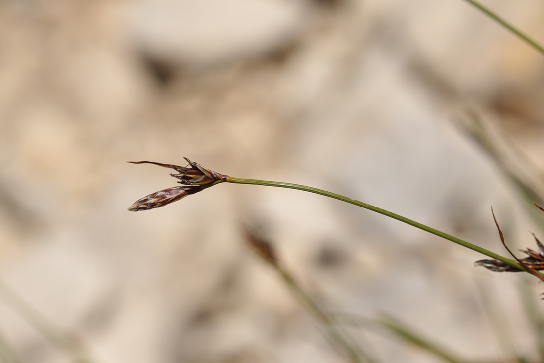 Carex mucronata