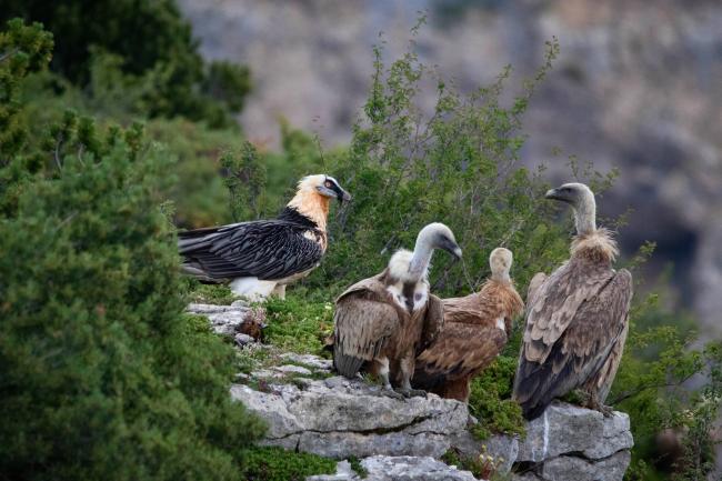 Gypaète barbu et Vautours fauves