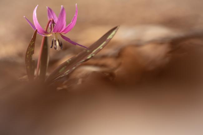 Erythronium dens-canis 