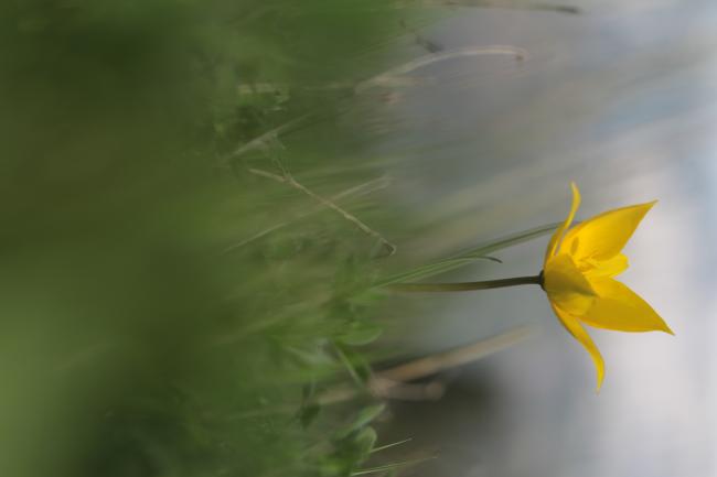 Tulipa sylvestris