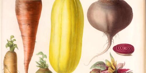 patrimoine végétal domestique